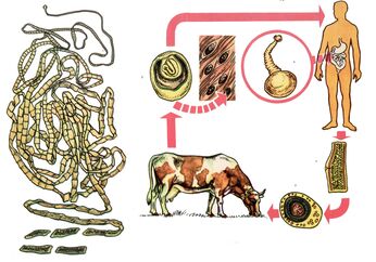 For a very common helminth, the bovine tapeworm, a cow serves as an intermediate host and a person is the last. 