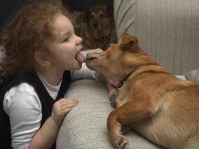 A child kisses a dog and infected with parasites