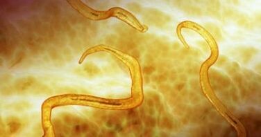 worm parasites in the human body