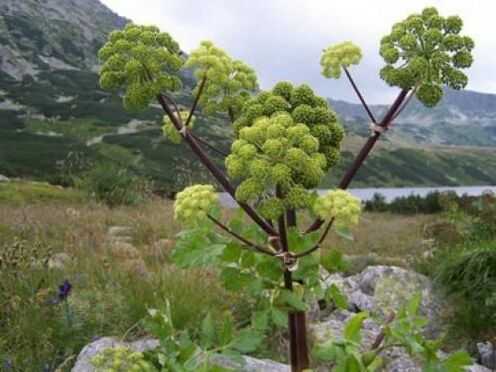 Angelica against parasites in the human body