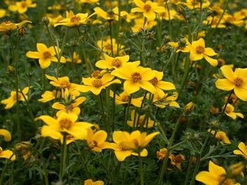 a variety of parasites in the body