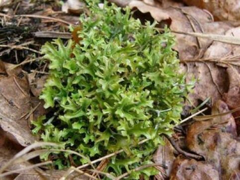 cetaria from parasites in the body