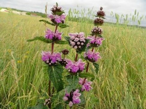 plant iron ore from parasites in the body