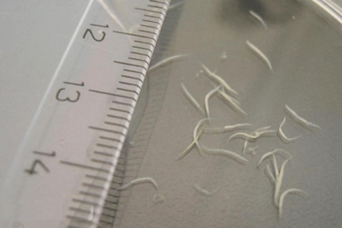 How to remove worms from a child