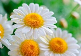 Healing chamomile flowers - a tool to get rid of worms