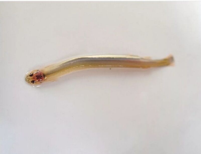 Wandellia whispered - a dangerous parasitic fish