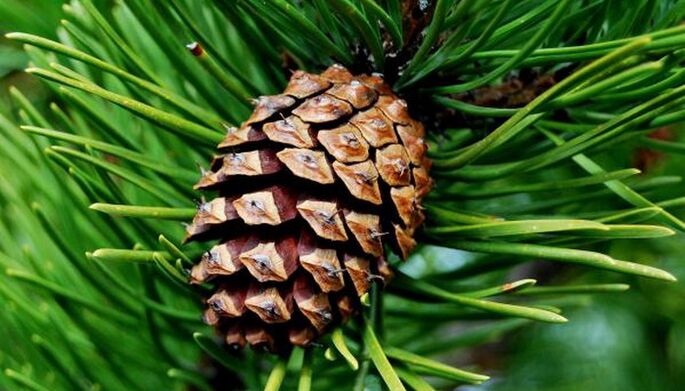 pine cone for parasite removal
