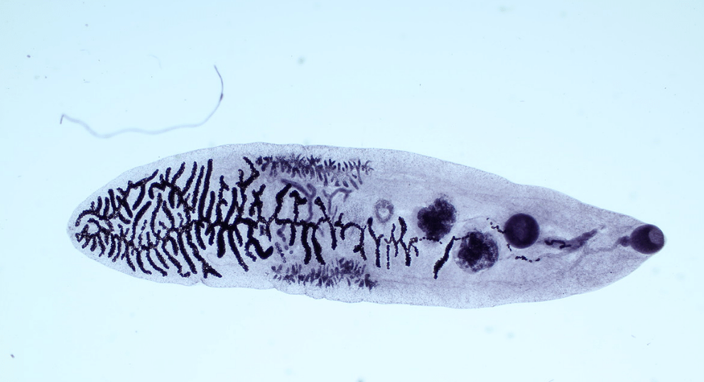 Parasite from the fluke class (trematodes)